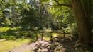 Pamber Forest (2)