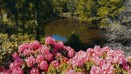 Drone Shot Country Park Pond