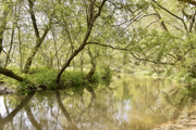 Moor Copse Nature Reserve (3)