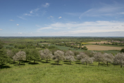 Burrow Hill Cider Farm (1)
