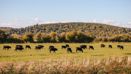 Abri Fordham And Woodgate Fordham And Woodgate Local Area V1 099 Webres