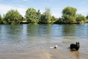 Chetsey Meads & River Thames (6)